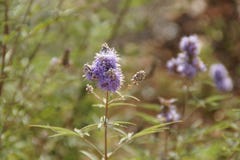 Fleur Dans Stock Photos Download 86 Royalty Free Photos