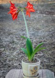 Une fleur de lis, plantée dans un pot, est prête pour transplanter dans la terre ouverte photo libre de droits Une fleur de lis, plantée dans un pot, est prête pour transplanter dans la terre ouverte photo libre de droits