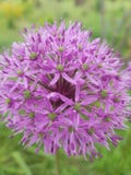 Une fleur qui ressemble à des feux d'artifice sous sa forme photos stock Une fleur qui ressemble à des feux d'artifice sous sa forme photos stock