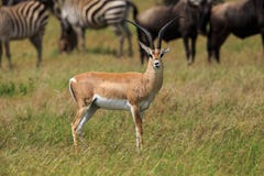 Une gazelle masculine du ` s de Grant regardant en avant photo libre de droits Une gazelle masculine du ` s de Grant regardant en avant photo libre de droits