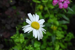 Une goutte de pluie sur un pétale de marguerite blanche photos libres de droits Une goutte de pluie sur un pétale de marguerite blanche photos libres de droits