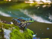 Une grenouille près de la rivière photo libre de droits Une grenouille près de la rivière photo libre de droits