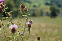 Une image capturée avec le bokeh gentil dans la nature, avec une abeille et quelques fleurs colorées, dans Baden-Baden, l'Allemag image stock Une image capturée avec le bokeh gentil dans la nature, avec une abeille et quelques fleurs colorées, dans Baden-Baden, l'Allemag image stock