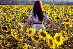 Une jeune fille avec de longs cheveux foncés marche à travers le champ avec les tournesols jaunes de floraison La région de Rosto image libre de droits Une jeune fille avec de longs cheveux foncés marche à travers le champ avec les tournesols jaunes de floraison La région de Rosto image libre de droits
