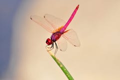 Une libellule rose photos libres de droits Une libellule rose photos libres de droits