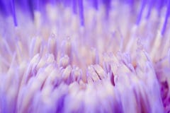Une macro vue des pétales de fleur d'artichaut photos libres de droits Une macro vue des pétales de fleur d'artichaut photos libres de droits