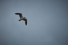 Une mouette en vol photographie stock libre de droits Une mouette en vol photographie stock libre de droits