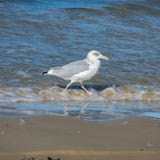 Une mouette marchant le long du bord de la mer Vue de c?t? photographie stock libre de droits Une mouette marchant le long du bord de la mer Vue de c?t? photographie stock libre de droits