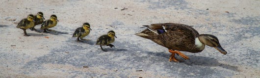 Une mère de canard suivie de ses poussins image libre de droits Une mère de canard suivie de ses poussins image libre de droits