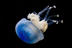 Une méduse repérée blanche dans un aquarium photo libre de droits Une méduse repérée blanche dans un aquarium photo libre de droits