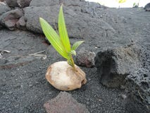 Une noix de coco s'élevant sur un écoulement de lave refroidi sur la grande île d'Hawaï photos stock Une noix de coco s'élevant sur un écoulement de lave refroidi sur la grande île d'Hawaï photos stock
