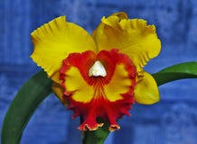Une orchidée rare de flore brésilienne image stock Une orchidée rare de flore brésilienne image stock