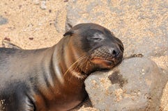 Une otarie de sommeil image stock Une otarie de sommeil image stock
