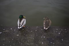 Une paire de canards se reposant ensemble comme un vieux ménage marié image stock Une paire de canards se reposant ensemble comme un vieux ménage marié image stock