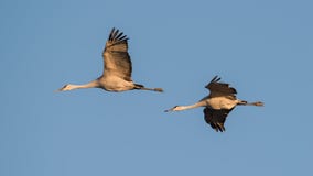 Une paire de grues de sandhill en vol au crépuscule/au coucher du soleil pendant les migrations de chute à la région de faune de photographie stock Une paire de grues de sandhill en vol au crépuscule/au coucher du soleil pendant les migrations de chute à la région de faune de photographie stock