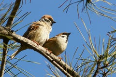Une paire de moineau photographie stock Une paire de moineau photographie stock