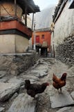 Une paire de poulets sur la rue photos stock Une paire de poulets sur la rue photos stock