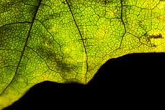 Une partie d'un macro de feuille d'érable de vert d'automne d'isolement Images stock Une partie d'un macro de feuille d'érable de vert d'automne d'isolement Images stock