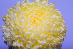 Une photo de fleur jaune de chrysanthème dans le vase en verre sur le fond blanc avec l'ombre de gradient Vue supérieure Images libres de droits Une photo de fleur jaune de chrysanthème dans le vase en verre sur le fond blanc avec l'ombre de gradient Vue supérieure Images libres de droits
