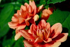 Une photo en gros plan d'une belle fleur de dahlia de jardin photos libres de droits Une photo en gros plan d'une belle fleur de dahlia de jardin photos libres de droits