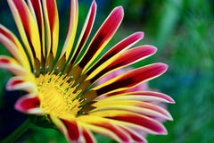 Une photo en gros plan d'une belle fleur de gazania de jardin photo stock Une photo en gros plan d'une belle fleur de gazania de jardin photo stock