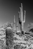 Une photo noire et blanche des cactus de Saguaro dans le désert de Sonora images stock Une photo noire et blanche des cactus de Saguaro dans le désert de Sonora images stock