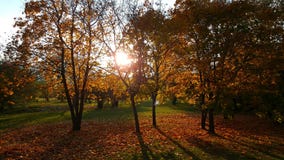 Une promenade en automne forrest photos libres de droits Une promenade en automne forrest photos libres de droits