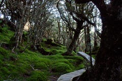 Une promenade par une forêt magique à la promenade de Humpridge dans Fiordland/Southland en île du sud au Nouvelle-Zélande photos stock Une promenade par une forêt magique à la promenade de Humpridge dans Fiordland/Southland en île du sud au Nouvelle-Zélande photos stock