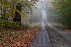 Une route locale dans les branches brumeuses à feuilles caduques d'une forêt d'à feuilles caduques images stock Une route locale dans les branches brumeuses à feuilles caduques d'une forêt d'à feuilles caduques images stock