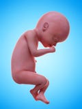 une semaine humaine de foetus, 25 illustration de vecteur une semaine humaine de foetus, 25 illustration de vecteur