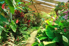 Une serre chaude complètement des plantes tropicales et des fleurs images stock Une serre chaude complètement des plantes tropicales et des fleurs images stock