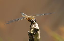 Une stupéfaction Quatre-a repéré le quadrimaculata de Libellula de chasseur étant perché sur un bâton au bord d'un étang photos stock Une stupéfaction Quatre-a repéré le quadrimaculata de Libellula de chasseur étant perché sur un bâton au bord d'un étang photos stock