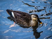 Une tache a affiché le canard dans un étang japonais 2 photos libres de droits Une tache a affiché le canard dans un étang japonais 2 photos libres de droits