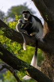 Une troupe de guereza Mantled monkeys le guereza de Colobus Images stock Une troupe de guereza Mantled monkeys le guereza de Colobus Images stock
