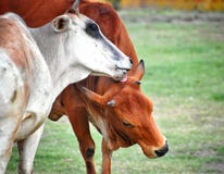 Une vache blanche et brune s'aimant la vache blanche léchant la tête de la vache brune photos stock Une vache blanche et brune s'aimant la vache blanche léchant la tête de la vache brune photos stock