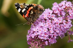 Une vue de côté d'un bel atalanta d'amiral rouge Butterfly Vanessa était perché sur une fleur de buddleia avec son nectaring ferm Photo libre de droits Une vue de côté d'un bel atalanta d'amiral rouge Butterfly Vanessa était perché sur une fleur de buddleia avec son nectaring ferm Photo libre de droits