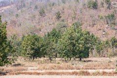 Une vue très étroite des arbres indiens semblant impressionnants dans une forêt rurale pendant la saison d'été photographie stock Une vue très étroite des arbres indiens semblant impressionnants dans une forêt rurale pendant la saison d'été photographie stock