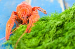 Une écrevisse bouillie rouge entière près de tas d'aneth frais vert photo libre de droits Une écrevisse bouillie rouge entière près de tas d'aneth frais vert photo libre de droits