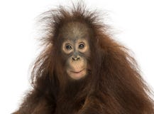 Ung Bornean orangutang som ser imponerad, Pongopygmaeus arkivbild Ung Bornean orangutang som ser imponerad, Pongopygmaeus arkivbild