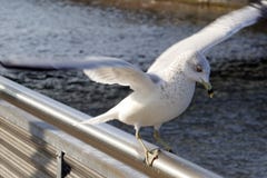 Ung seagulllandning arkivbilder Ung seagulllandning arkivbilder