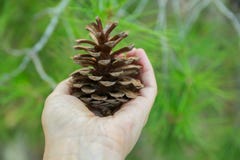 Unga Caucasian kvinnaflickahåll i hand sörjer kotten i Forest Foliage Background Uppmärksamt lämna för begrundandelugn fotografering för bildbyråer Unga Caucasian kvinnaflickahåll i hand sörjer kotten i Forest Foliage Background Uppmärksamt lämna för begrundandelugn fotografering för bildbyråer