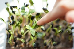 Ungens lillfinger trycker på nya och rå groddar av solrosen Sund mat, microgreens som hemma brukar Barn fotografering för bildbyråer Ungens lillfinger trycker på nya och rå groddar av solrosen Sund mat, microgreens som hemma brukar Barn fotografering för bildbyråer