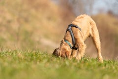 Ungerska Vizsla 18 gamla veckor - hundvalpen sniffar i gräset royaltyfria foton Ungerska Vizsla 18 gamla veckor - hundvalpen sniffar i gräset royaltyfria foton