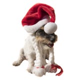 Ungewöhnliches und neugieriges nettes Weihnachtsmann-Hundeporträt stockfotografie Ungewöhnliches und neugieriges nettes Weihnachtsmann-Hundeporträt stockfotografie