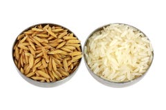 Unhusked Asian rice AND Polished white rice royalty free stock images Unhusked Asian rice AND Polished white rice royalty free stock images