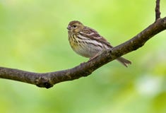 unia serin obrazy stock unia serin obrazy stock