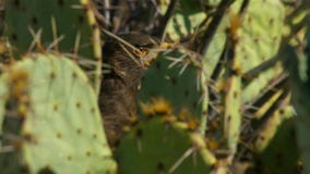 Unicinctus Parabuteo γερακιών Harris στην έρημο Αριζόνα, νοτιοδυτικό αρπακτικό ζώο Sonora στοκ εικόνα Unicinctus Parabuteo γερακιών Harris στην έρημο Αριζόνα, νοτιοδυτικό αρπακτικό ζώο Sonora στοκ εικόνα