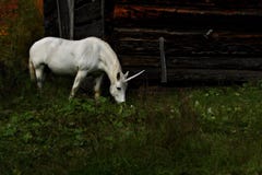 Unicorn grazing in a grassy meadow in Canada stock photo Unicorn grazing in a grassy meadow in Canada stock photo