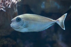 Unicornfish de Bluespine & x28; Unicornis& x29 de Naso; Fotografia de Stock Royalty Free Unicornfish de Bluespine & x28; Unicornis& x29 de Naso; Fotografia de Stock Royalty Free