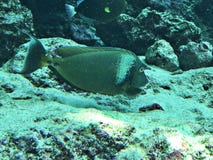 Unicornfish dos unicornfish ou do Curto-nariz de Bluespine ou unicornis de Naso fotografia de stock Unicornfish dos unicornfish ou do Curto-nariz de Bluespine ou unicornis de Naso fotografia de stock